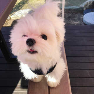 보송보송보송이님이 올린 리뷰 사진 4