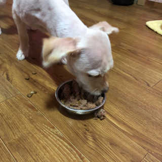 [펫토리아] BEST 한캔뚝딱 강아지 캔간식 — 4.5점을 준 리뷰어가 2019년 3월 올린 사용 사진