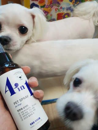 강아지스토리 포인원 모이스처 미스트 100ml — 5점을 준 리뷰어가 2018년 11월 올린 사용 사진