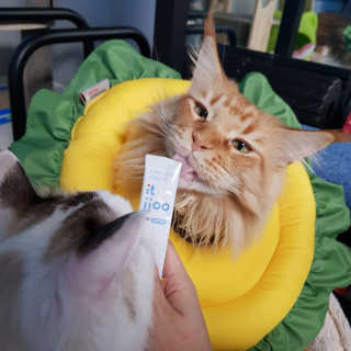 냥냥러버님이 올린 리뷰 사진 2