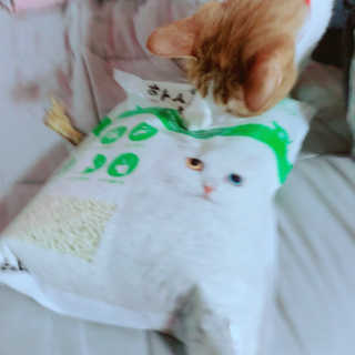 [펫토리아] BEST 고양이두부모래 6L 한삽뚝딱 — 3.5점을 준 리뷰어가 2019년 2월 올린 사용 사진