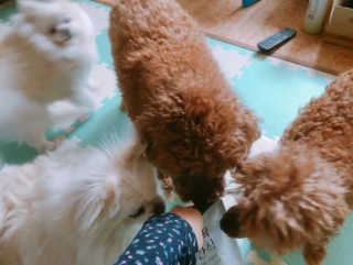 [펫토리아] 한입뚝딱 강아지 수제간식 BEST 5종 — 2.5점을 준 리뷰어가 2019년 2월 올린 사용 사진