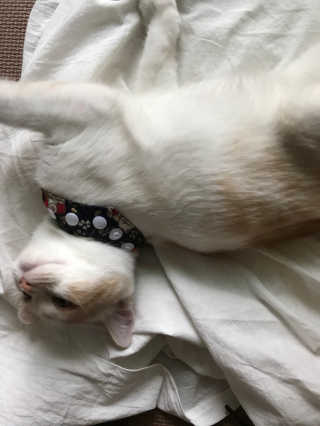 Four paws 리뉴얼 포포즈 매직코트 털 제거 브러쉬 — 4.5점을 준 리뷰어가 2018년 8월 올린 사용 사진