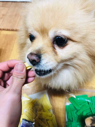 [펫토리아] BEST 한입뚝딱 실속형 강아지 덴탈껌 — 4점을 준 리뷰어가 2019년 2월 올린 사용 사진
