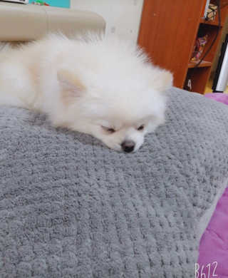 [펫토리아] BEST 한캔뚝딱 강아지 캔간식 — 4.5점을 준 리뷰어가 2019년 3월 올린 사용 사진