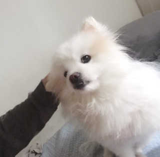 하이내처 해피샴푸바 — 5점을 준 리뷰어가 2019년 6월 올린 사용 사진
