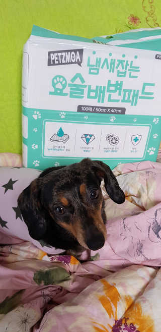 페츠모아 냄새잡는 요술배변패드 — 5점을 준 리뷰어가 2020년 3월 올린 사용 사진