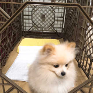 [펫토리아] BEST 한칸뚝딱 플라스틱 울타리 — 4점을 준 리뷰어가 2019년 3월 올린 사용 사진