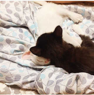 [펫토리아]토로토로 고양이 주식캔 — 5점을 준 리뷰어가 2019년 8월 올린 사용 사진