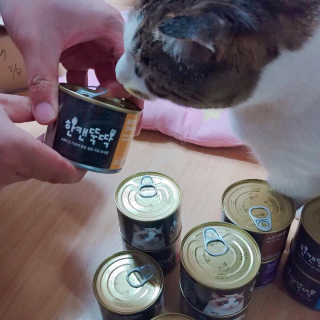 [펫토리아] BEST 한캔뚝딱 고양이 주식캔 — 1점을 준 리뷰어가 2019년 3월 올린 사용 사진