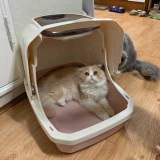 [펫토리아] BEST 한큐뚝딱 고양이 후드형 화장실 — 4점을 준 리뷰어가 2019년 1월 올린 사용 사진