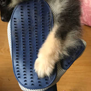 Four paws 리뉴얼 포포즈 매직코트 털 제거 브러쉬 — 4점을 준 리뷰어가 2018년 8월 올린 사용 사진