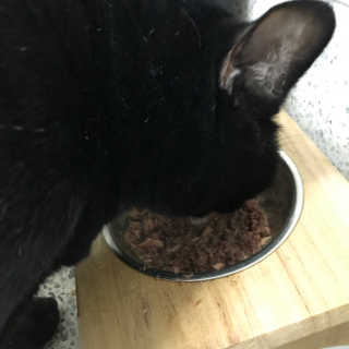 동원 참치킹 고양이 캔 12개입 — 1점을 준 리뷰어가 2018년 10월 올린 사용 사진