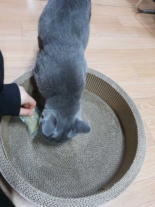 [펫토리아] 한발뚝딱 고양이 스크래쳐 BEST상품 — 4점을 준 리뷰어가 2019년 2월 올린 사용 사진