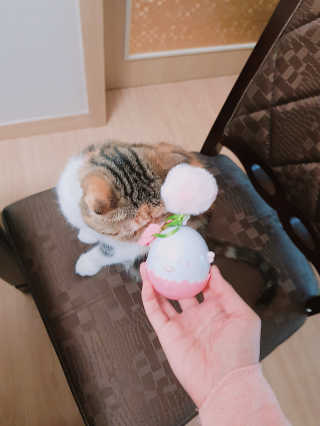 엘카몬님이 올린 리뷰 사진 2