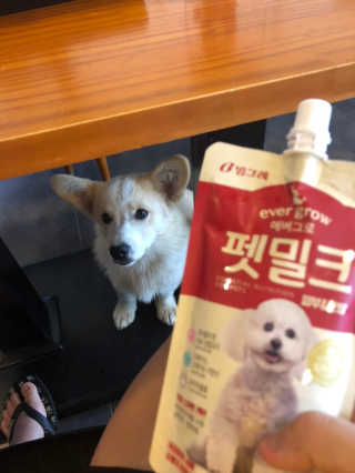 [빙그레] 에버그로 생유산균 1봉（10포입）+펫밀크2팩 — 2점을 준 리뷰어가 2019년 5월 올린 사용 사진