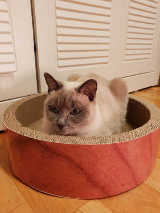 [펫토리아] 한발뚝딱 고양이 스크래쳐 BEST상품 — 4점을 준 리뷰어가 2019년 2월 올린 사용 사진