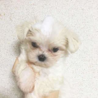 온달달님이 올린 리뷰 사진 2
