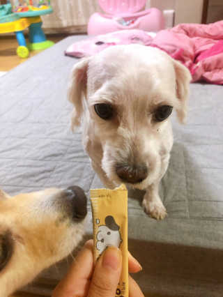 [펫토리아]짜먹는 한입뚝딱 강아지.고양이 마약간식 — 5점을 준 리뷰어가 2019년 8월 올린 사용 사진