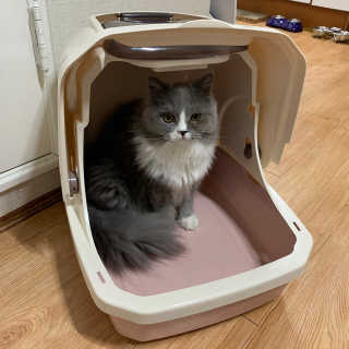 [펫토리아] BEST 한큐뚝딱 고양이 후드형 화장실 — 4점을 준 리뷰어가 2019년 1월 올린 사용 사진