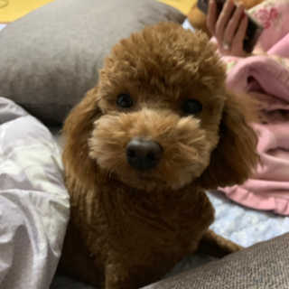 마시밀레 보드레밤 — 3.5점을 준 리뷰어가 2019년 1월 올린 사용 사진
