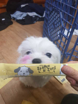 [펫토리아] 강아지,고양이겸용 짜먹는 한입뚝딱 — 1점을 준 리뷰어가 2019년 2월 올린 사용 사진