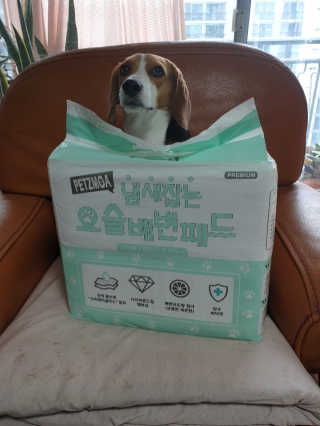 beaglelove님이 올린 리뷰 사진 1