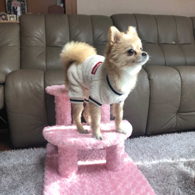 [펫토리아] 한탭뚝딱 강아지계단 BEST 모음 리뷰 사진