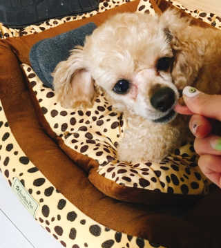[펫토리아] 퍼스트메이트 강아지 사료 — 5점을 준 리뷰어가 2019년 3월 올린 사용 사진