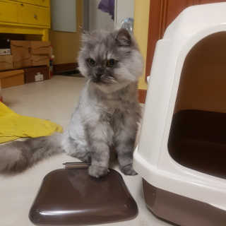 [펫토리아] BEST 한큐뚝딱 고양이 후드형 화장실 — 4.83점을 준 리뷰어가 2019년 1월 올린 사용 사진