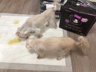 펫토리아 한장뚝딱 NEW 프리미엄 국내산 배변패드 — 5점을 준 리뷰어가 2019년 5월 올린 사용 사진