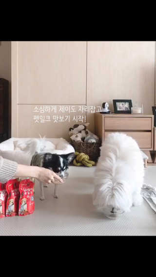 닥터할리펫밀크 8종 — 4점을 준 리뷰어가 2020년 1월 올린 사용 사진