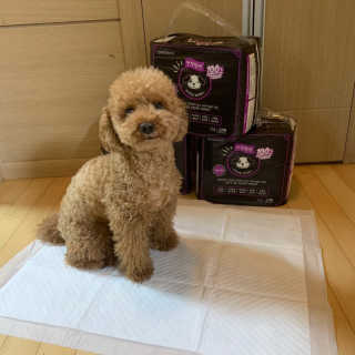 펫토리아 한장뚝딱 NEW 프리미엄 국내산 배변패드 — 5점을 준 리뷰어가 2019년 5월 올린 사용 사진