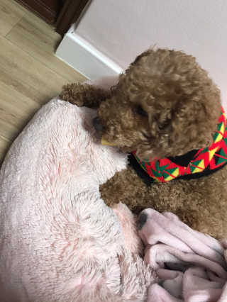 밍크찡님이 올린 리뷰 사진 2