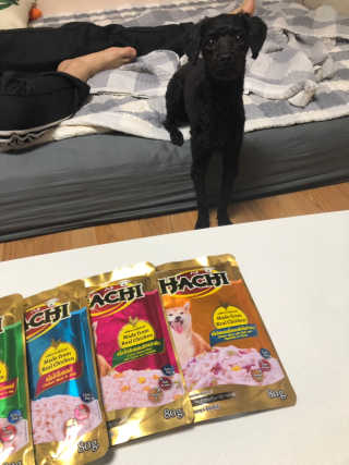 [펫토리아] 토로토로 하치  강아지 파우치간식 — 4.5점을 준 리뷰어가 2019년 6월 올린 사용 사진