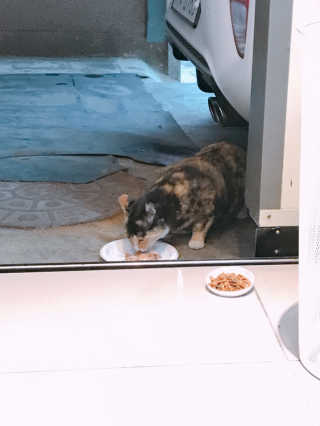 [펫토리아]토로토로 고양이 주식캔 — 5점을 준 리뷰어가 2019년 8월 올린 사용 사진