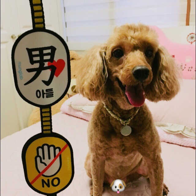 옐로와펜 리뷰 사진