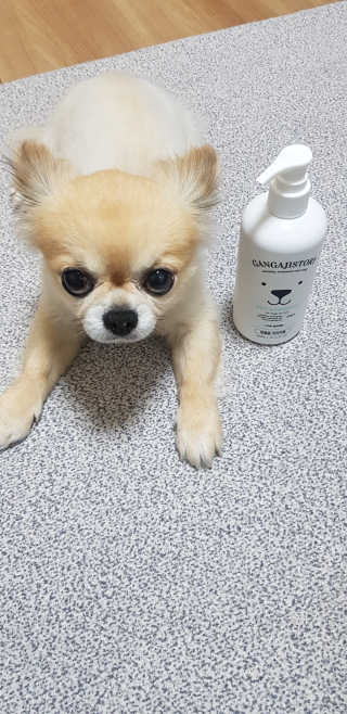 강아지스토리 펫샴푸 300ml — 5점을 준 리뷰어가 2019년 2월 올린 사용 사진