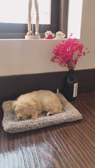 [후쿠오카 흑당커피] 흑당커피 2잔 + 디저트 1개 제공 — 5점을 준 리뷰어가 2019년 3월 올린 사용 사진
