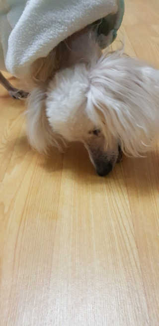 [브루클린펫코] 프리미엄 강아지 수제 쿠키 2종 SET — 4점을 준 리뷰어가 2020년 3월 올린 사용 사진