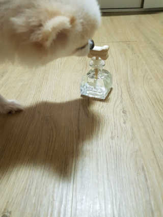 오!마이실리 오마이실리 반려동물 디퓨저 — 5점을 준 리뷰어가 2017년 11월 올린 사용 사진