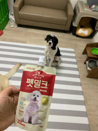 [빙그레] 에버그로 생유산균 1봉（10포입）+펫밀크2팩 — 5점을 준 리뷰어가 2019년 5월 올린 사용 사진