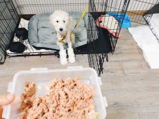 [펫토리아] BEST 한캔뚝딱 강아지 캔간식 — 5점을 준 리뷰어가 2019년 3월 올린 사용 사진
