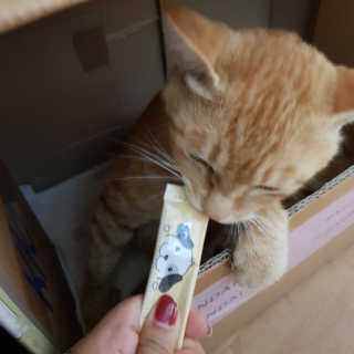 [펫토리아]짜먹는 한입뚝딱 강아지.고양이 마약간식 — 5점을 준 리뷰어가 2019년 8월 올린 사용 사진