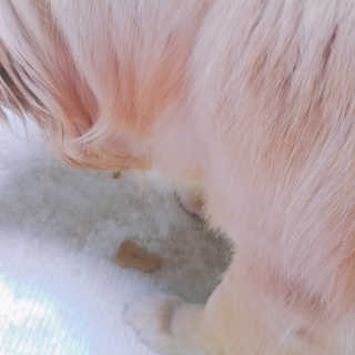 펫토리아 한캔뚝딱 best 강아지캔,고양이주식캔 — 4점을 준 리뷰어가 2019년 6월 올린 사용 사진