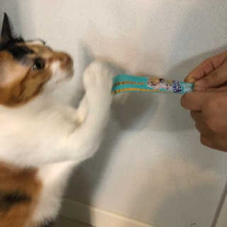펫토리아 짜먹는 토로토로 고양이 파우치 간식 — 5점을 준 리뷰어가 2019년 6월 올린 사용 사진