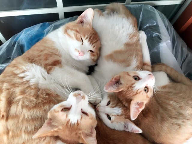 아르르 촉촉밤 리뷰 사진