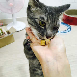 펫츠플레이트 동결건조간식 기호성 테스트 8종 — 5점을 준 리뷰어가 2018년 5월 올린 사용 사진