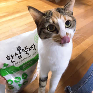 [펫토리아] BEST 고양이두부모래 6L 한삽뚝딱 — 4.5점을 준 리뷰어가 2019년 1월 올린 사용 사진