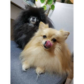 Peepingpomeranian님이 올린 리뷰 사진 1